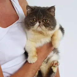 Adorable Exotic Shorthair boy cat
