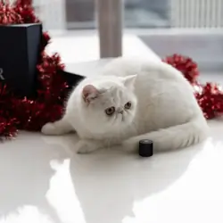Exotic Shorthair solid white cat