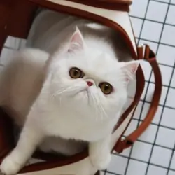 Exotic Shorthair snow-white feline