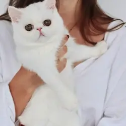 Solid white female feline