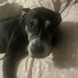 Senior Female Pitbull