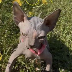 Sphynx kittens