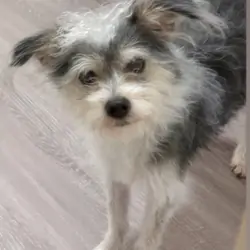 Oliver