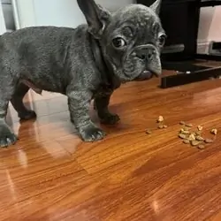 French Bulldogs puppies for Rehoming