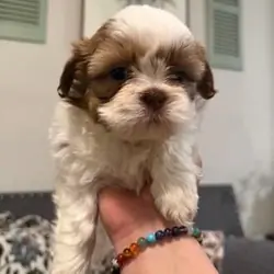 Quality Bred Family Rasied Shih Tzu puppies ready