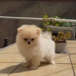 Top Quality Registered Pomeranian puppies