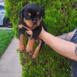 Magnificent Rottweiler puppies for Adoption