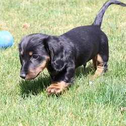 Healthy Well Trianed dachshund puppies