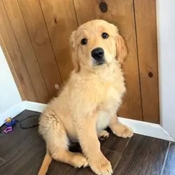 Golden Retriever puppies- Male & Female