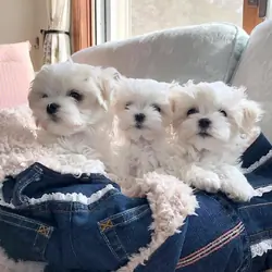 CKC Reg. Maltese Puppies