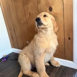 Lovely Golden Retriever for Pet Lovers