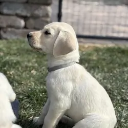 Two Labrador retriever puppies