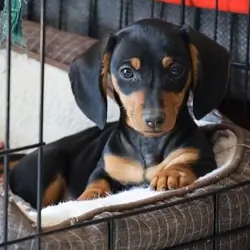 Miniature Dachshund Puppies