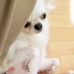 Beutifull Chihuahua Puppies for Rehoming