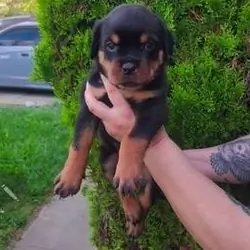 Marvelous Rottweiler puppies