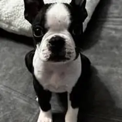 Blue Boston Terrier Puppies