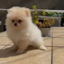 Beautiful Pomeranian puppies Available