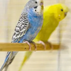Hand Raised Pet Birds For Sale - Mo's Birds