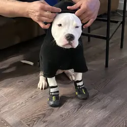 Puppy