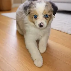 Toy Australian shepherd