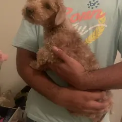 🐾 FREE Toy Poodle – Needs a Loving Home ASAP 🐾