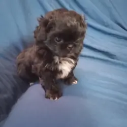 CKC Shih Tzu Male Puppy