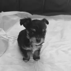 Puppi