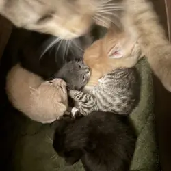 Free kittens!