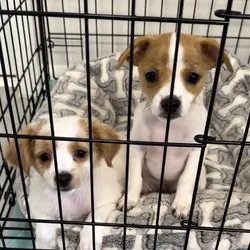 Chihuahua puppies