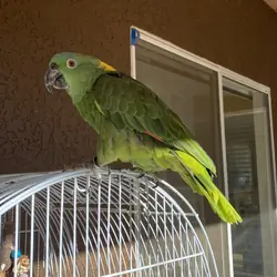 Yellow Naped Amazon