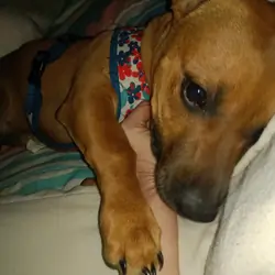Puppy
