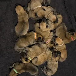 Malinois pups seeking good homes.
