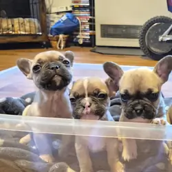 Female French bulldog