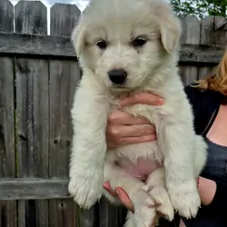 Great Pyrenees Puppy (Purple) Brandywine