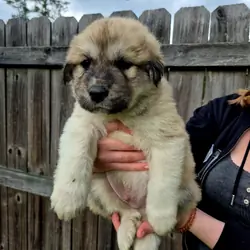 Great Pyrenees Puppies (Orange) Tennessee