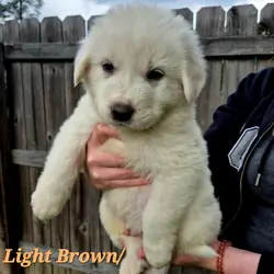 Great Pyrenees Puppy (Light Brown) Rockytop