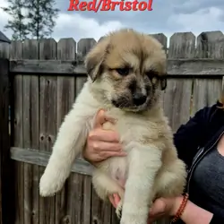 Great Pyrenees Puppy (Red) Bristol