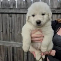 Great Pyrenees Puppy (Yellow) Memphis