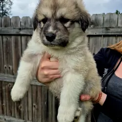 Great Pyrenees Puppy (Pink) Nashville