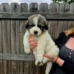 Great Pyrenees Puppy (Blue) Boomer