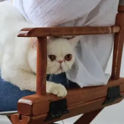 exotic shorthair perfect feline