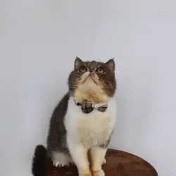 exotic shorthair male cat