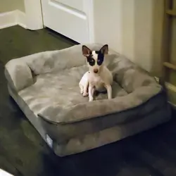 Chihuahua - Extremely sweet and lovable 8 month
