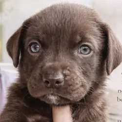 Labrador Retriever Puppies
