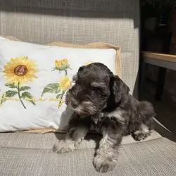Miniature Schnauzer