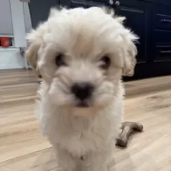 TOY MALTIPOO PUPPY