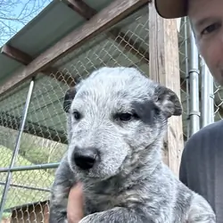 Blue Heeler puppies