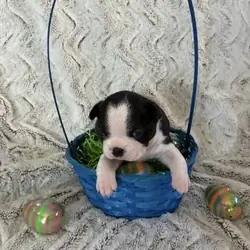 AKC Boston Terrier - Chocolate Brindled