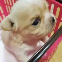 Beutifull Chihuahua Puppies for Rehoming