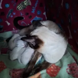 Traditional Applehead purebred Siamese kittens